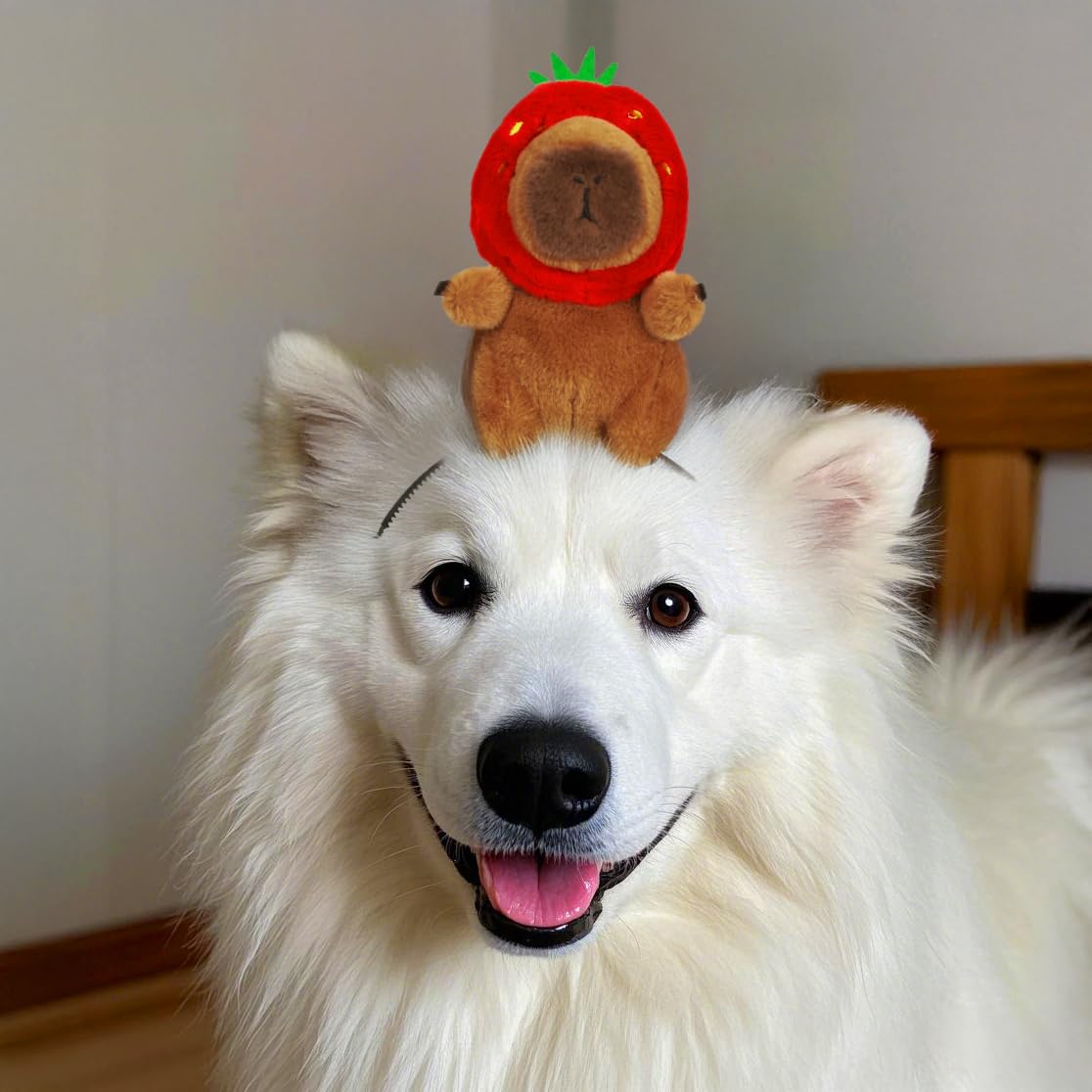 White fluffy dog wearing a capybara headband accessory with a strawberry hat plush on its head